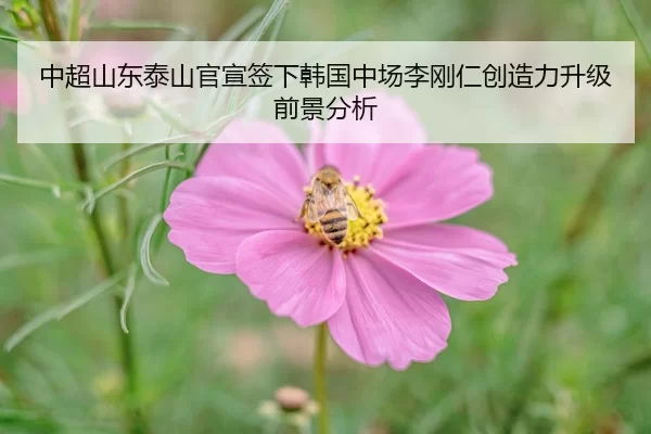 zhong-chao-shan-dong-tai-shan-guan-xuan-qian-xia-han-guo-zhong-chang-li-gang-ren-chuang-zao-li-sheng-ji-qian-jing-fen-xi-2-229.jpg